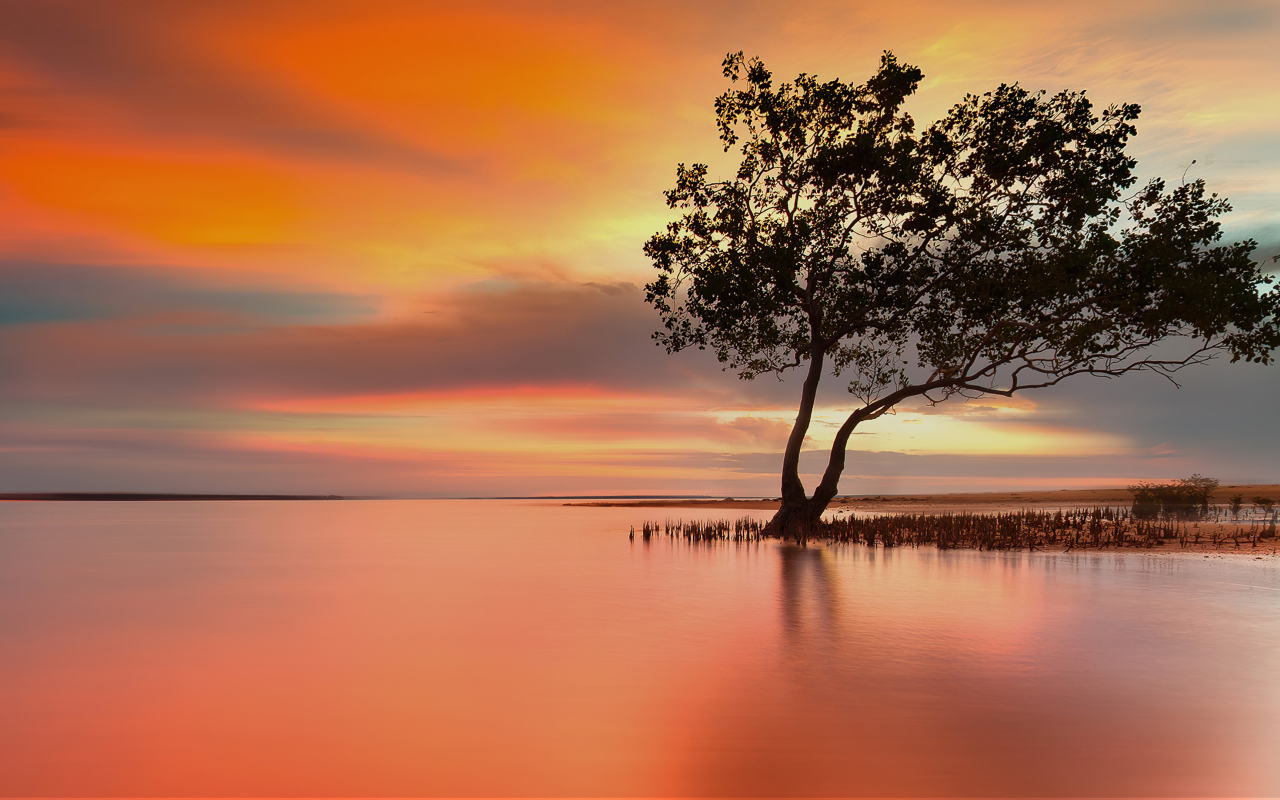 Одинокое дерево в озере на закате солнца