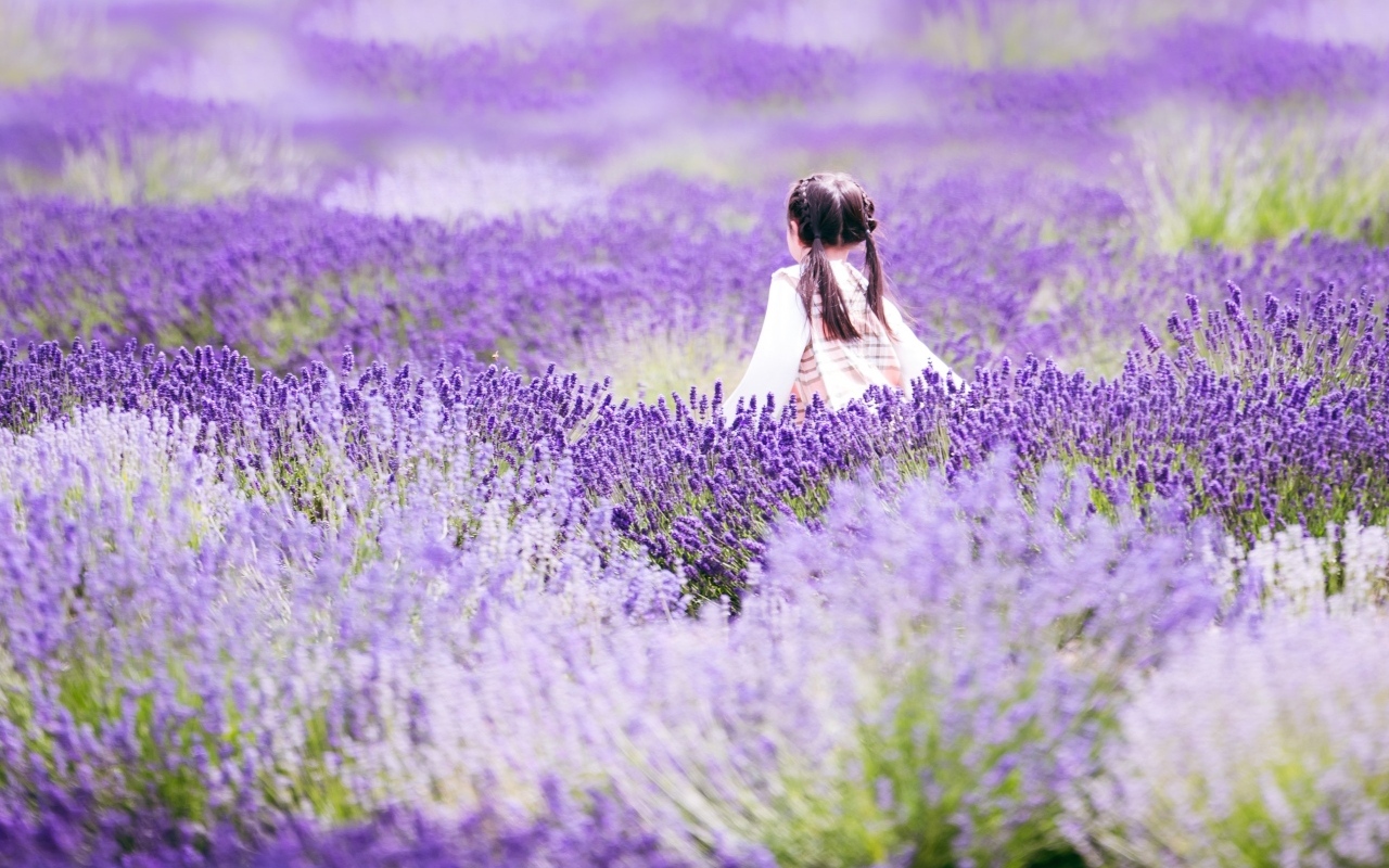 Маленькая девочка гуляет по лавандовому полю
