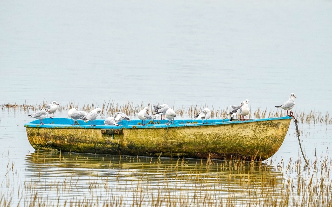 Чайки сидят на старой лодке на берегу реки