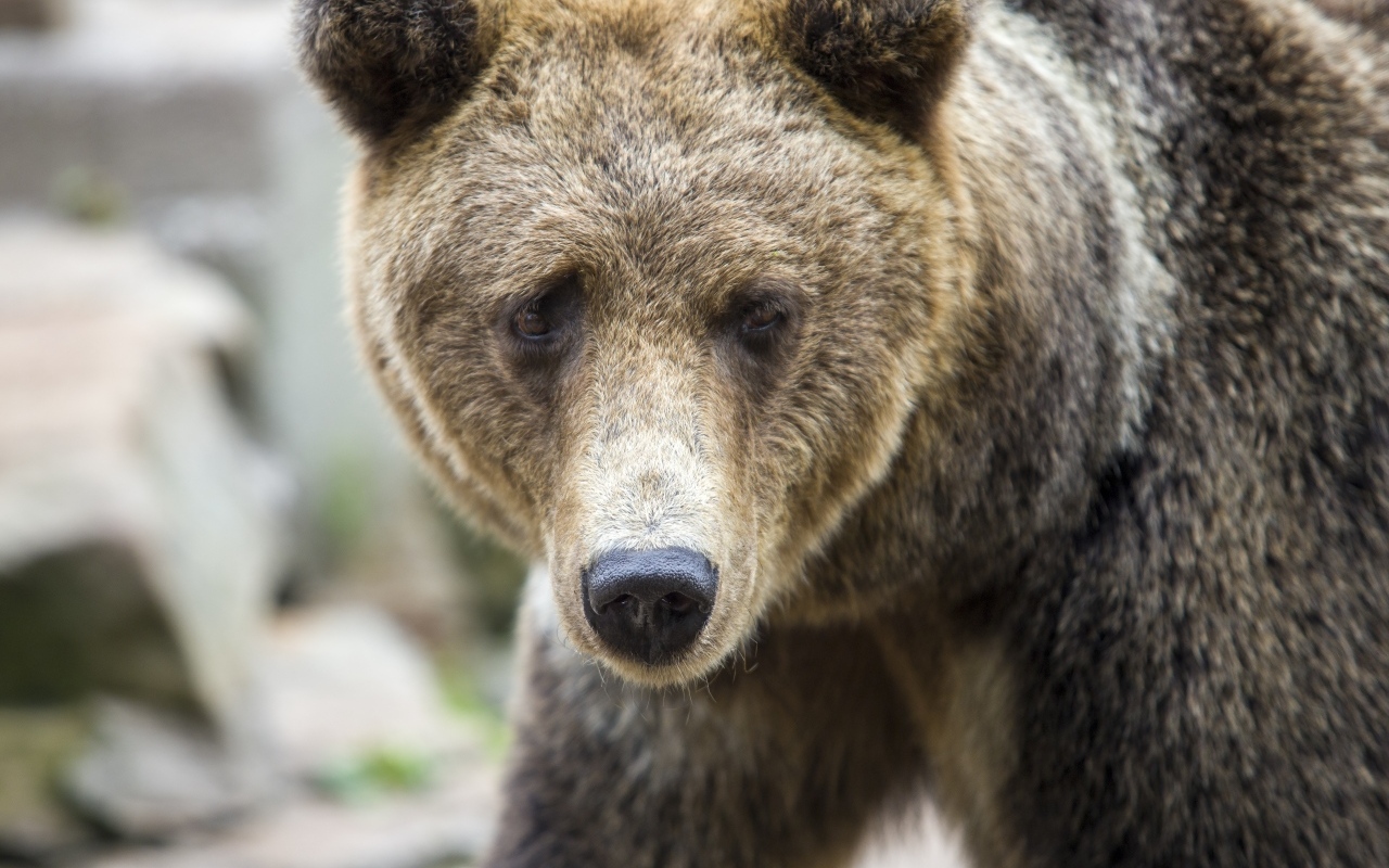 Большой бурый медведь с черным носом