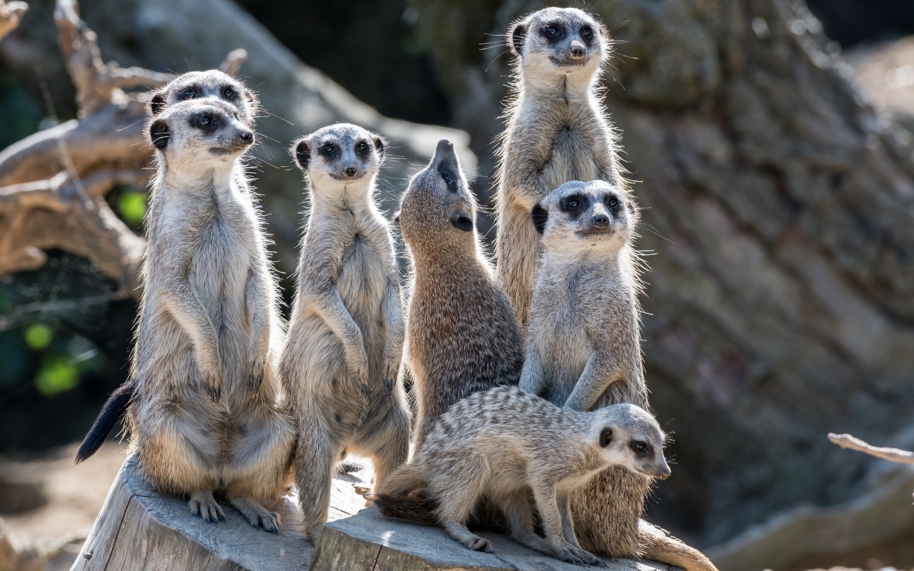 Семейство сурикатов сидит на сухом пне