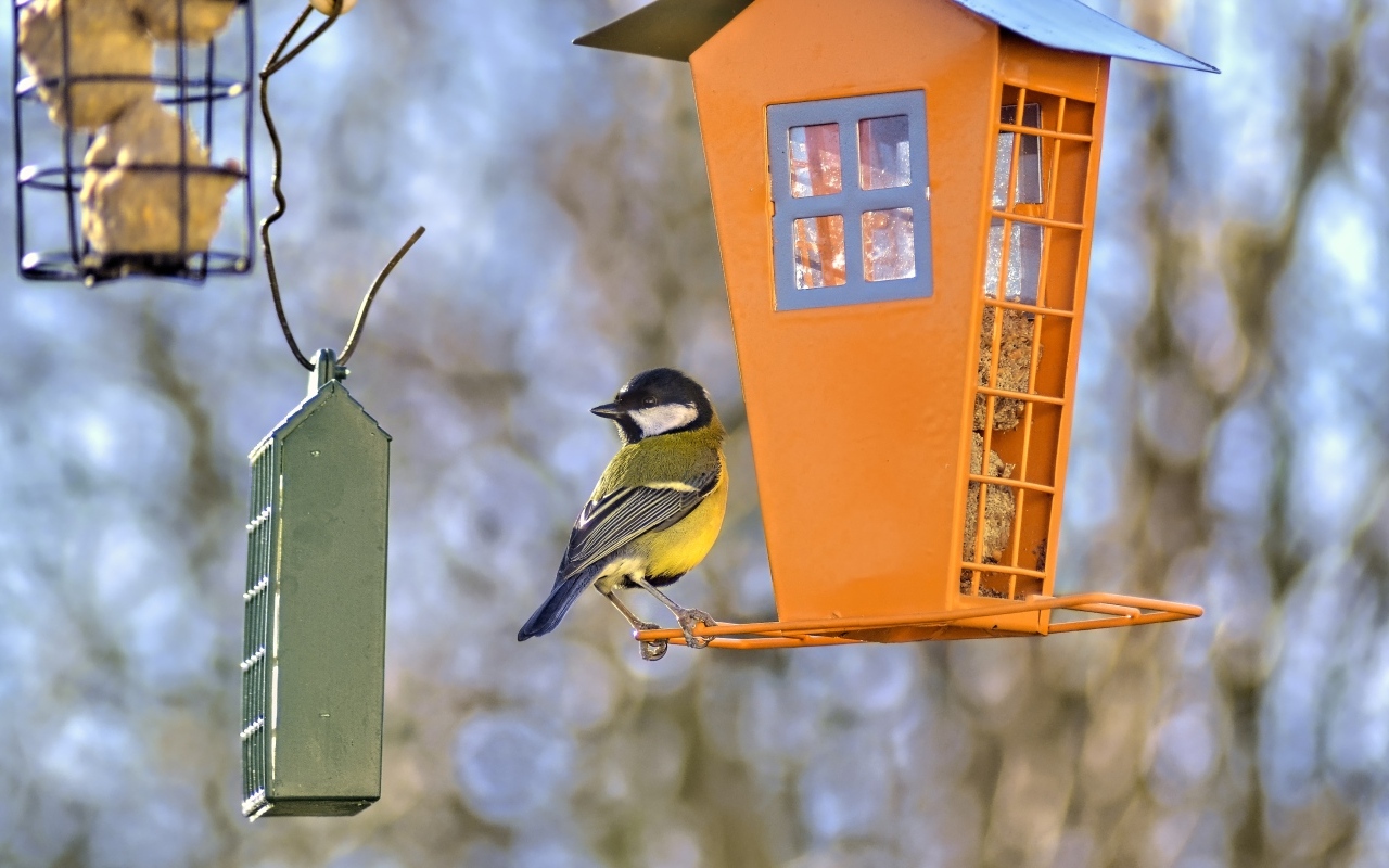 Синичка сидит на кормушке 