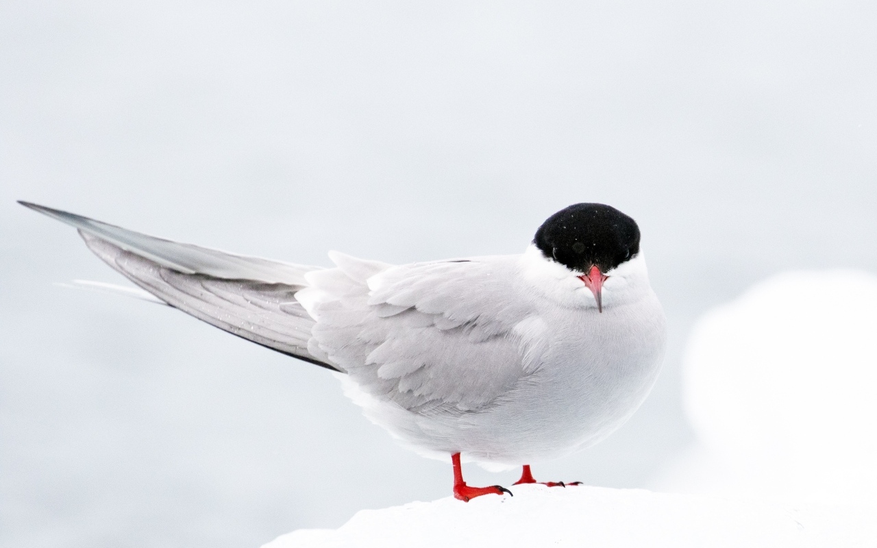 Арктическая чайка сидит на снегу