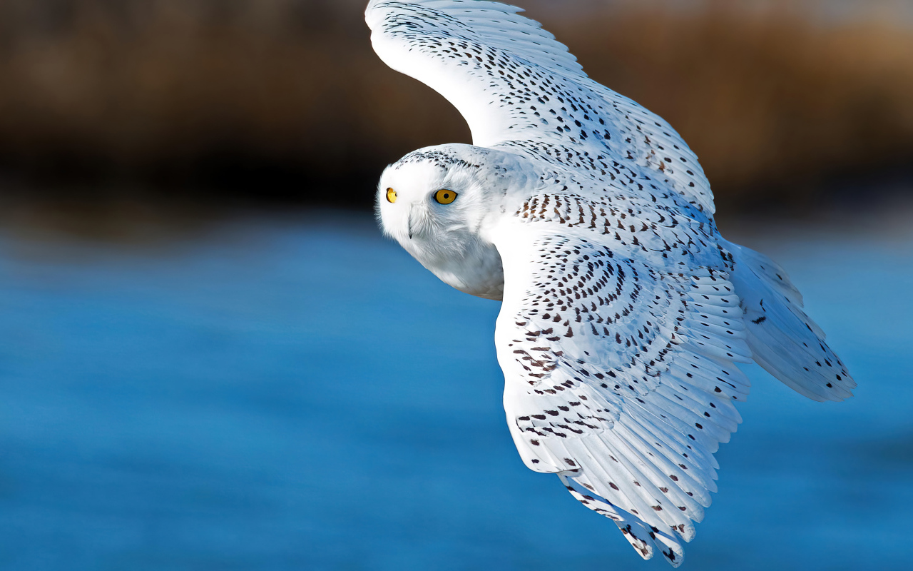 Большая белая сова летит в воздухе