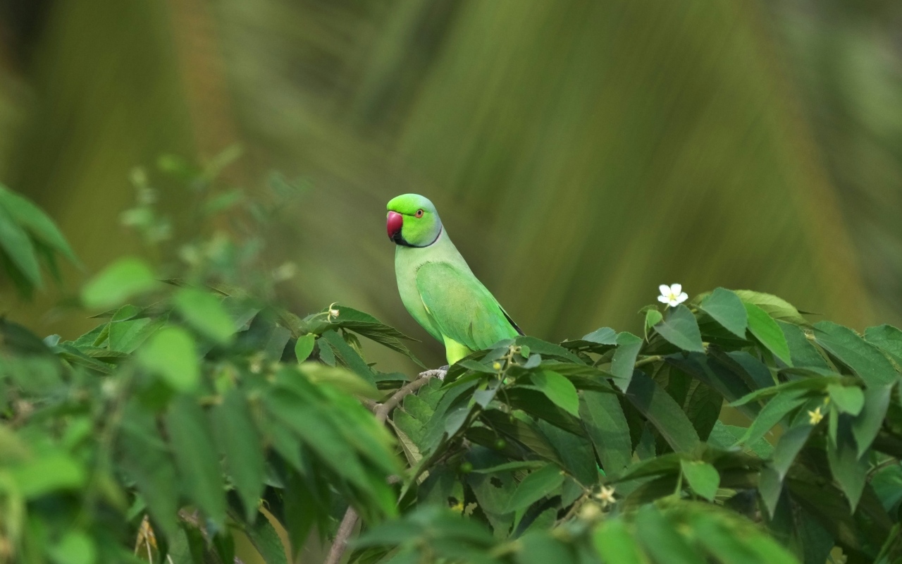 Зеленый Индийский кольчатый попугай в листьях
