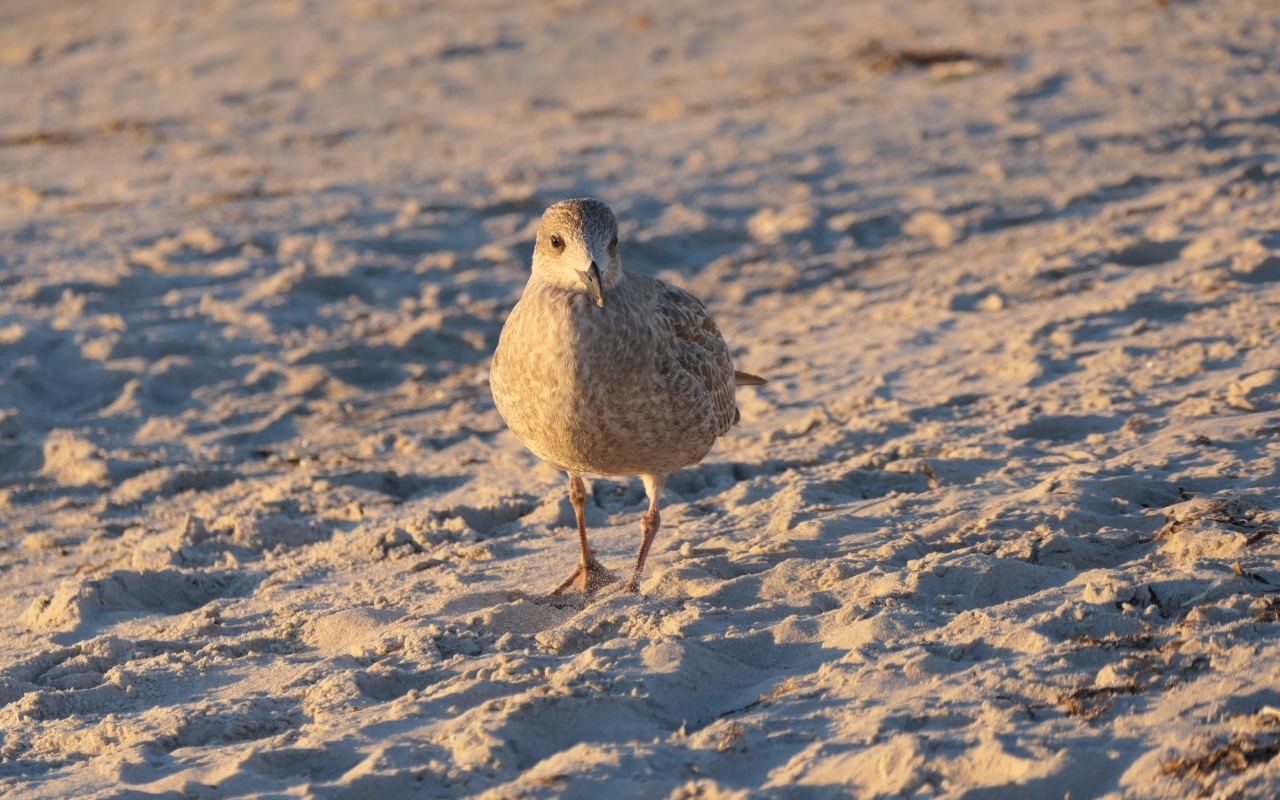 Маленькая серая птичка на песке