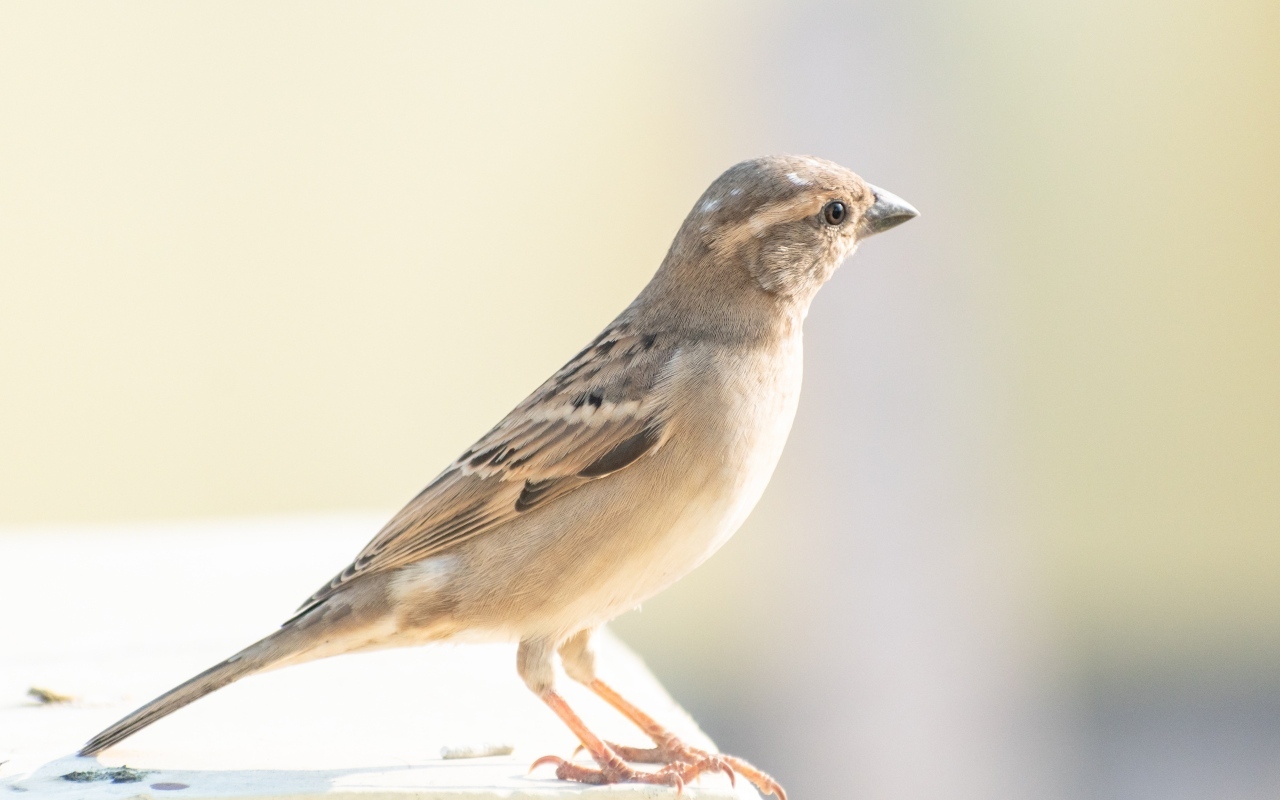 Маленький серый воробей крупным планом