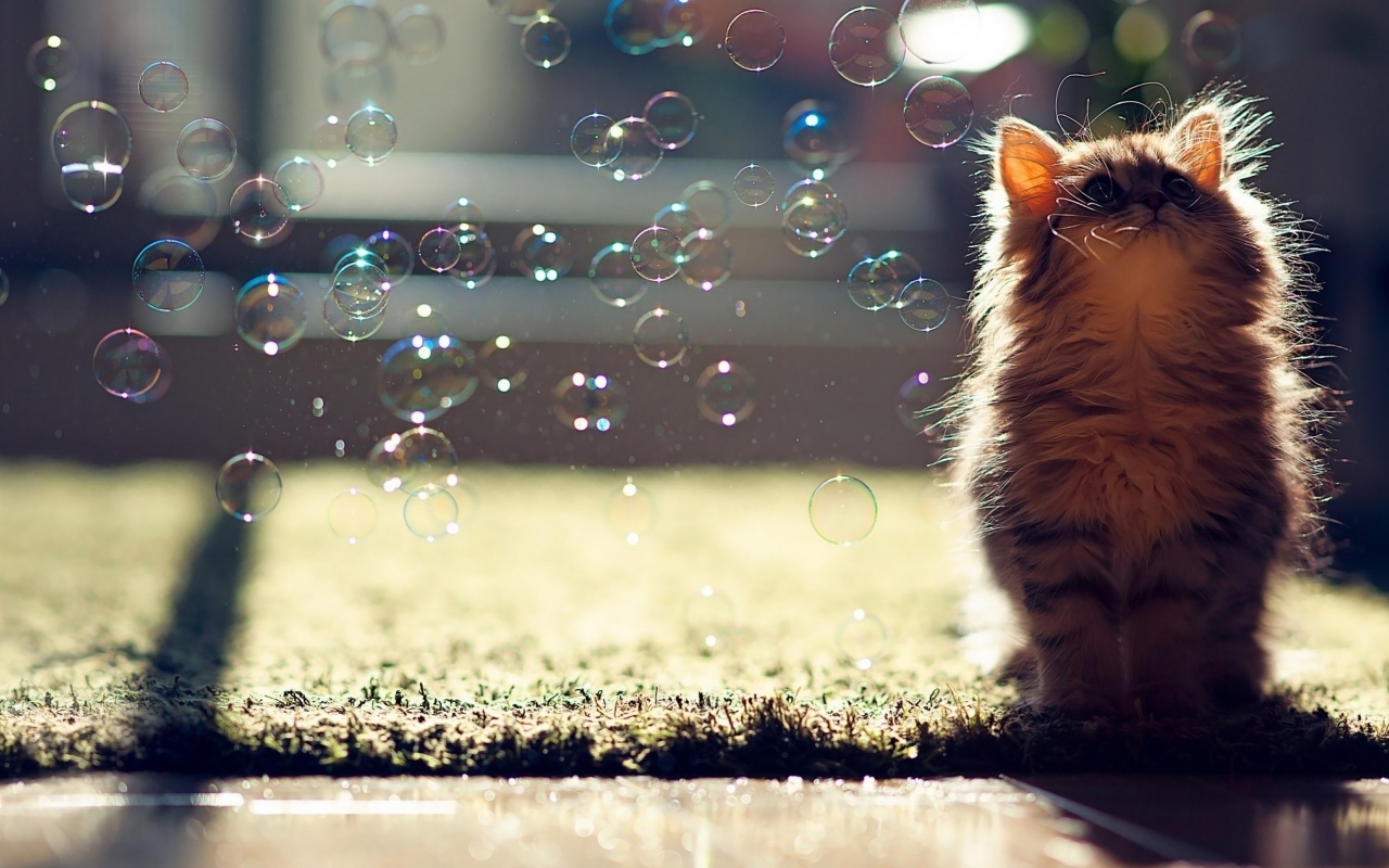 Маленький серый котенок с мыльными пузырями