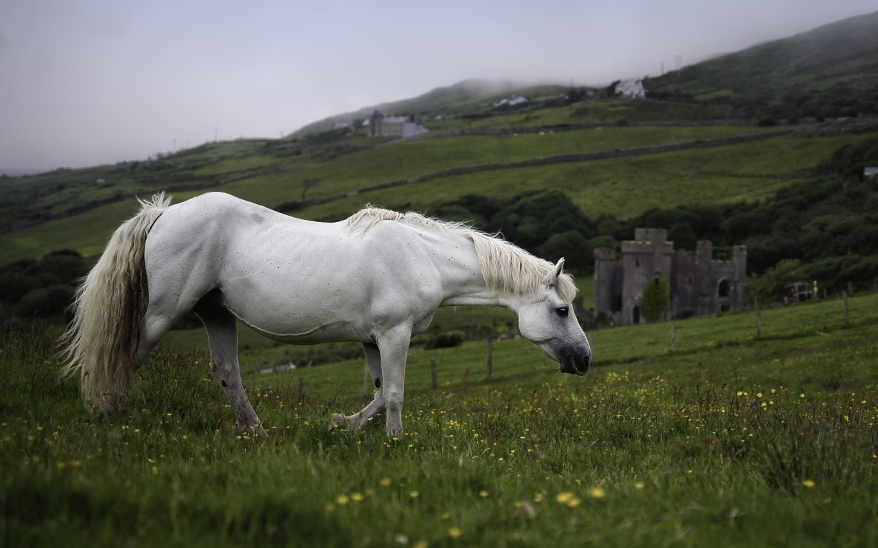 Большой белый конь пасется на зеленой траве