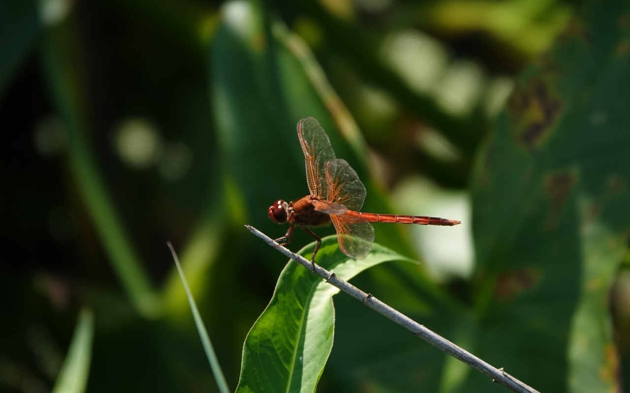 Стрекоза с прозрачными крыльями сидит на ветке