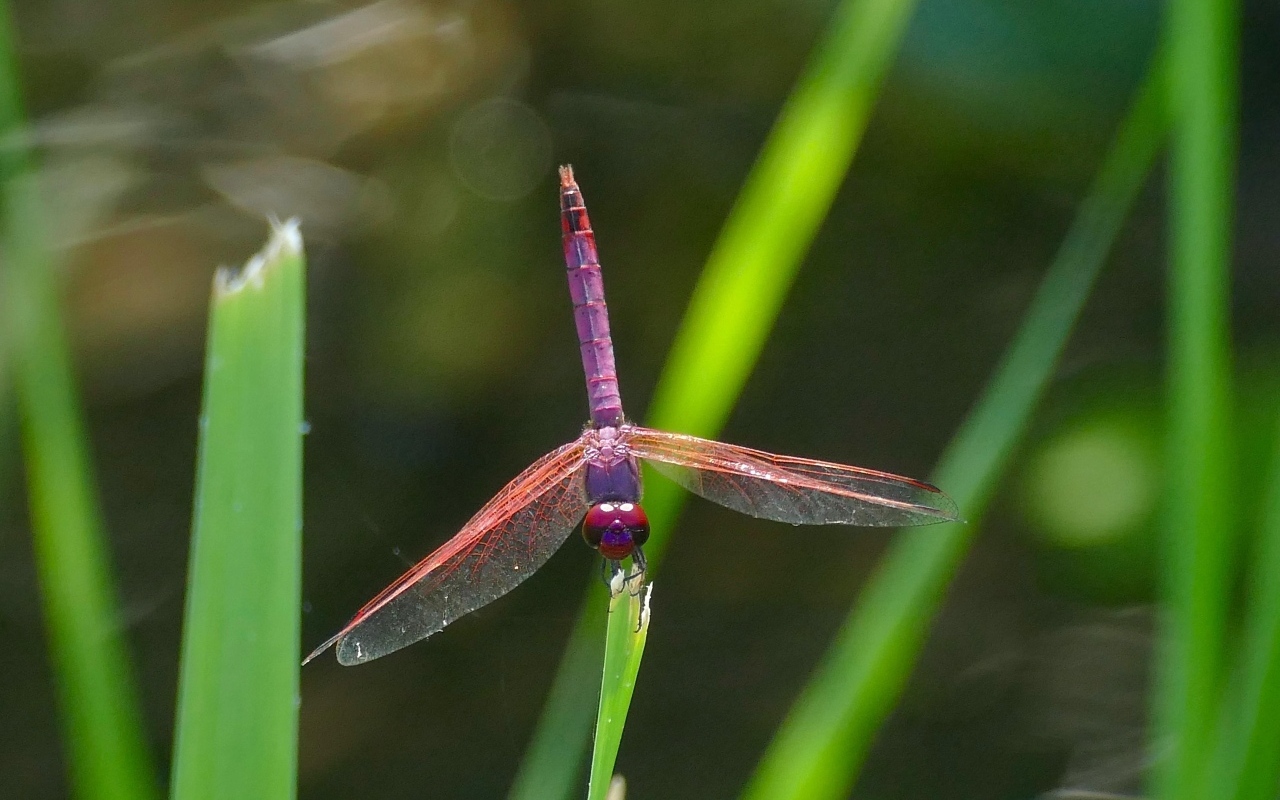 Сиреневая стрекоза сидит на зеленой траве