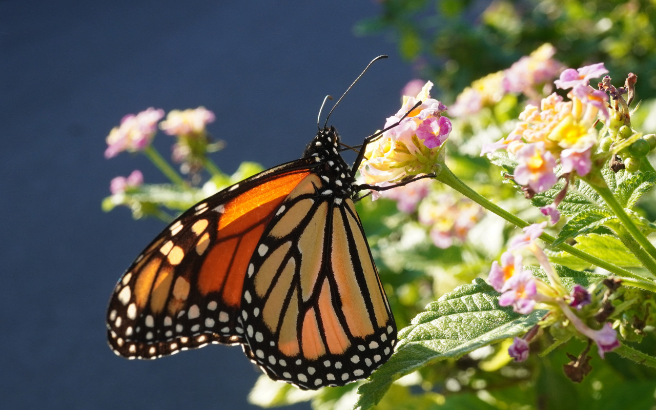 Коричневая бабочка на розовом комнатном цветке