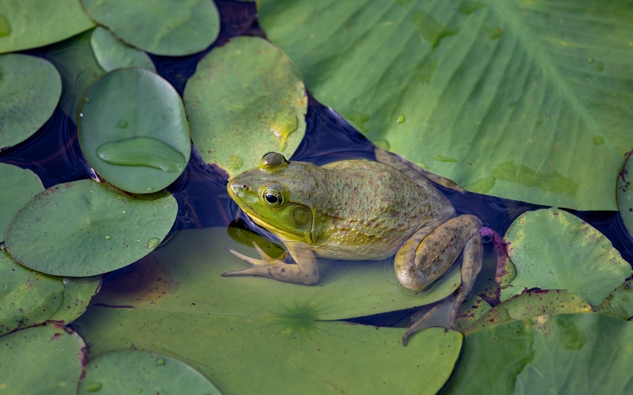Большая жаба сидит на зеленом листке в пруду