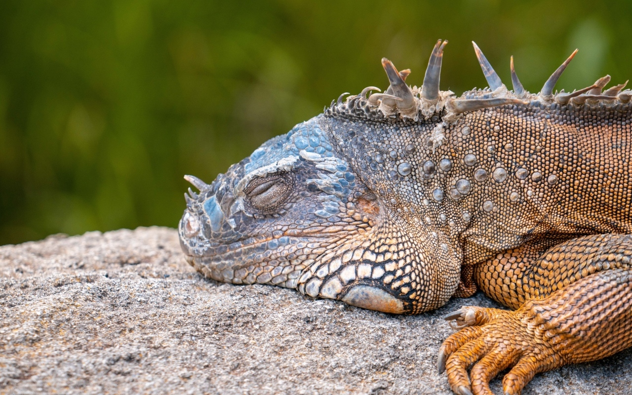 Большая игуана спит на камне