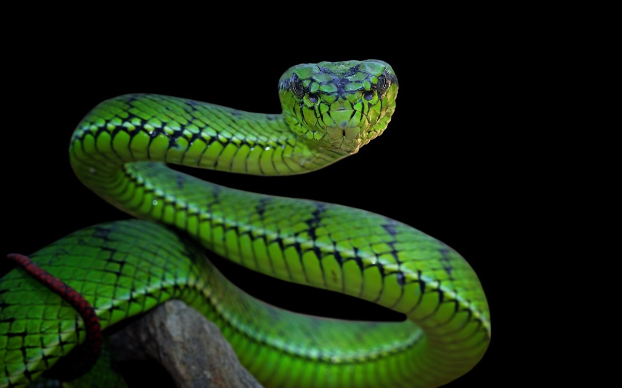 Большая зеленая змея на черном фоне
