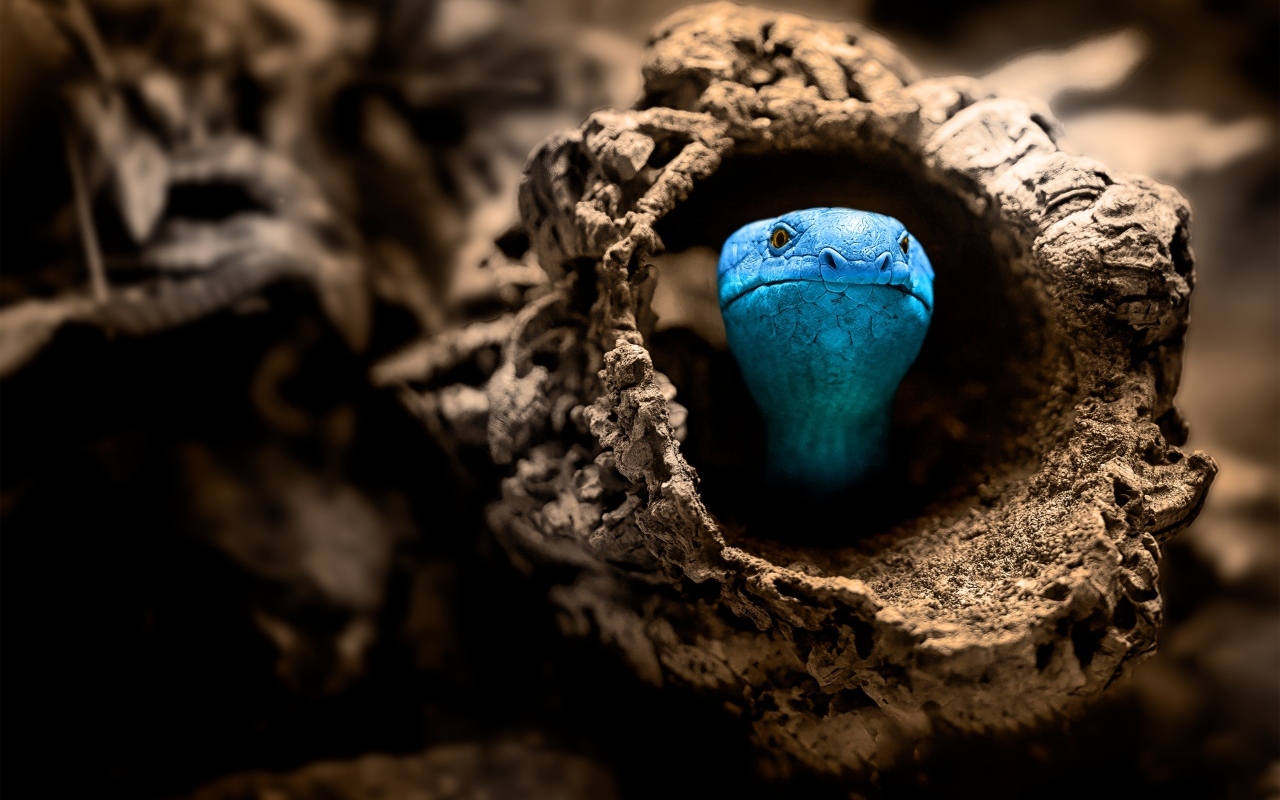 Голубая змея прячется в коряге