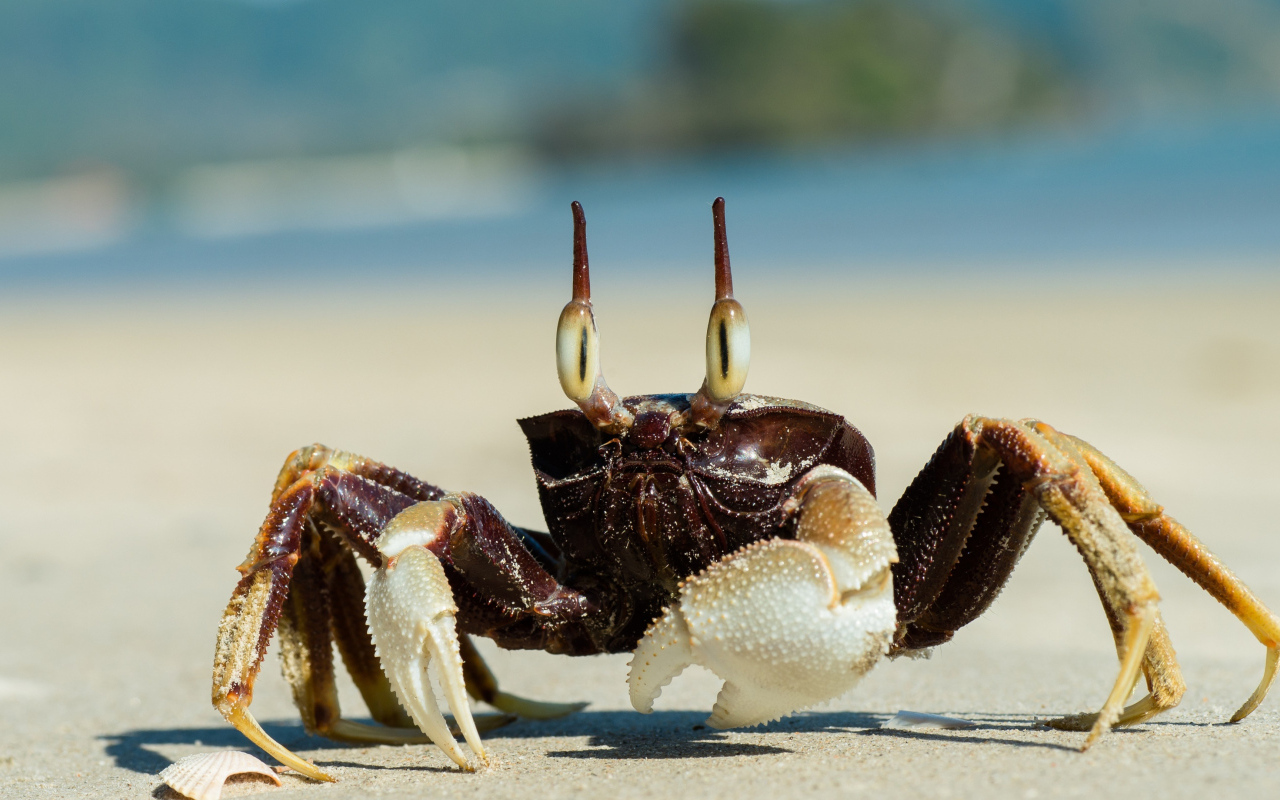 Большой глазастый краб ползет по песку 