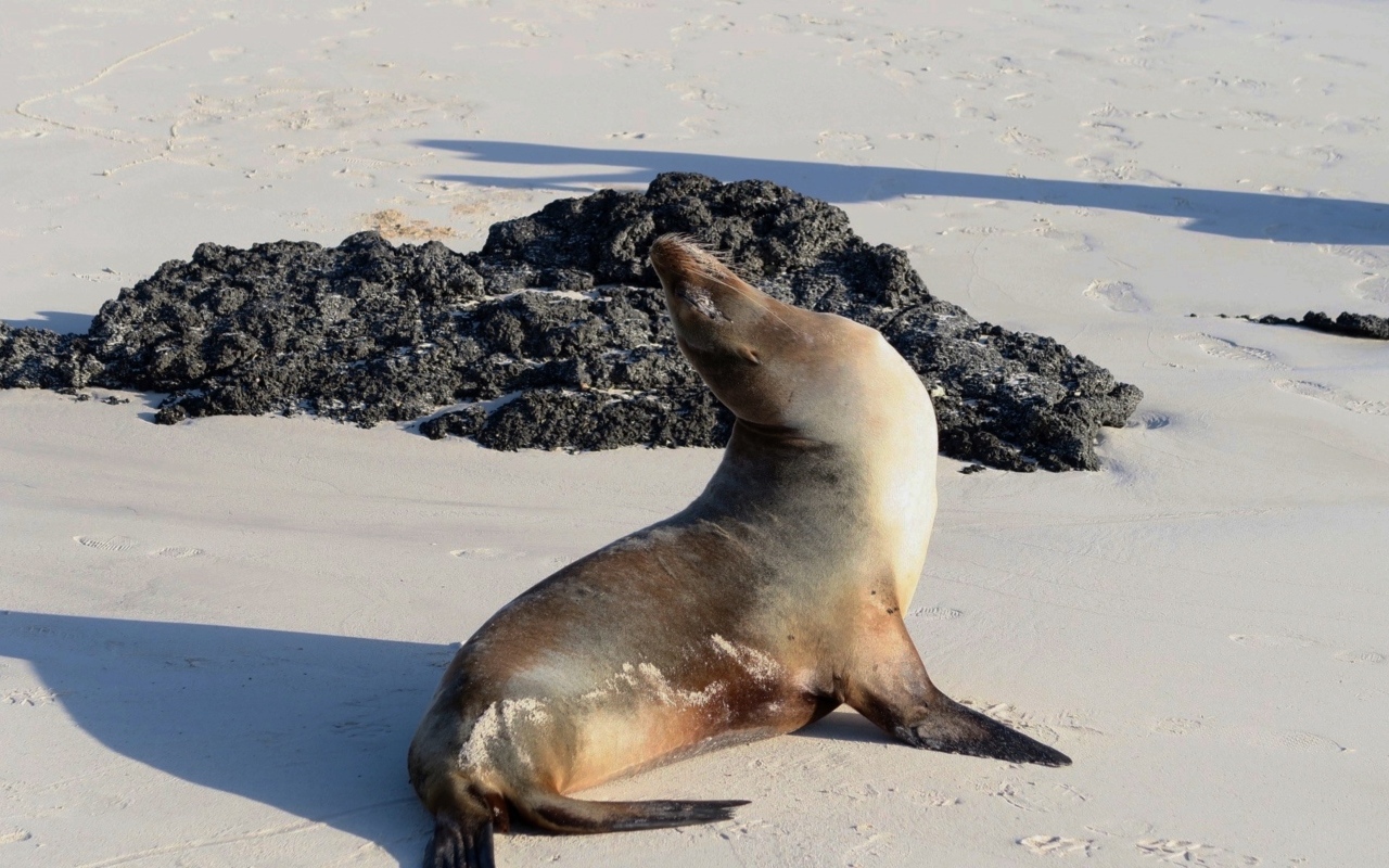 Морской котик греется на солнце на пляже