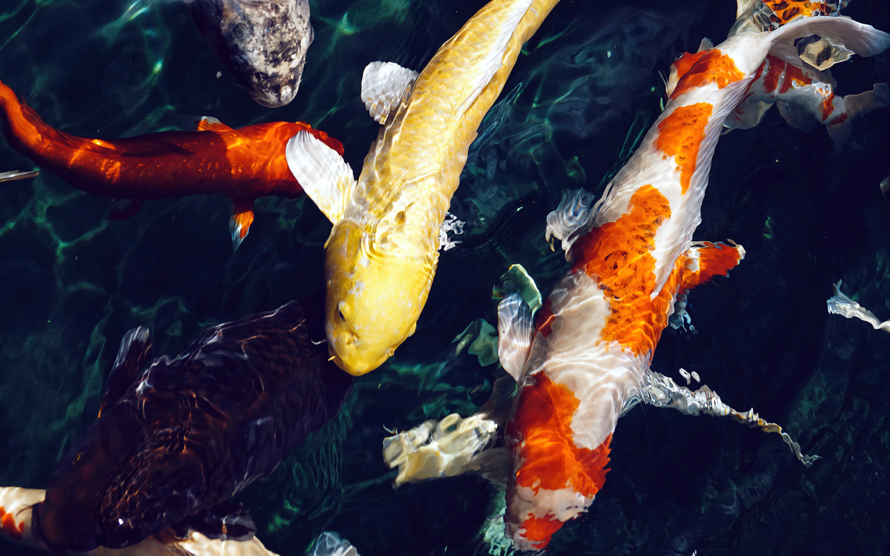 Разноцветные карпы плавают в воде