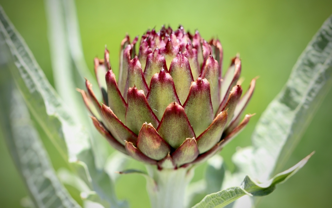 Растение артишок крупным планом