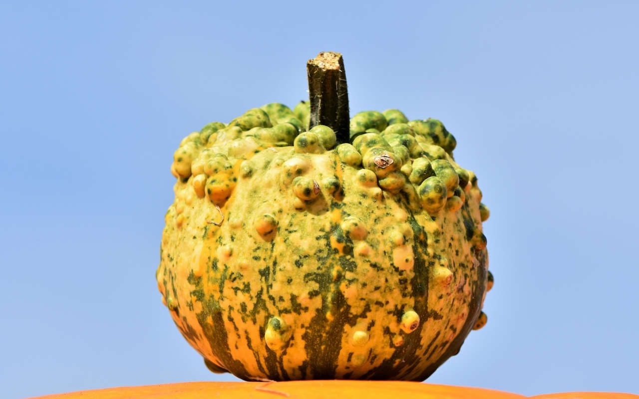 Большая тыква на фоне голубого неба