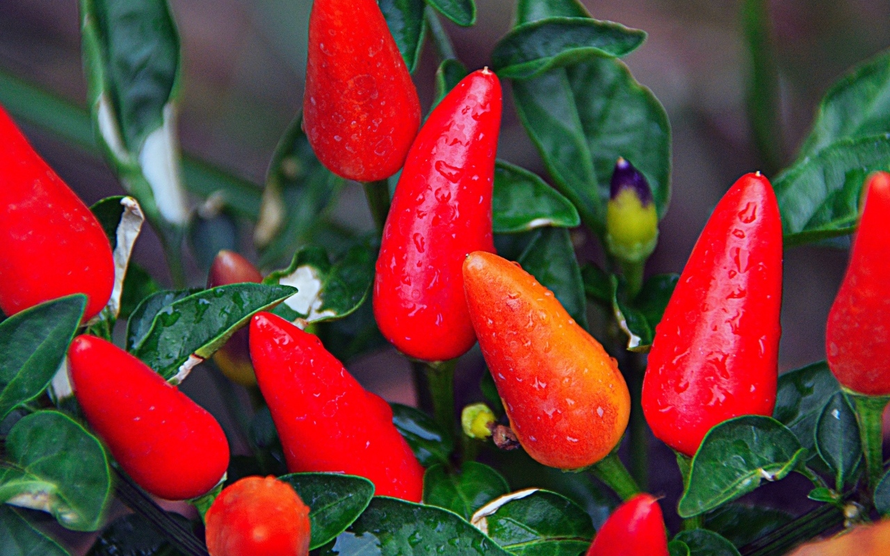 Мокрый красный перец крупным планом