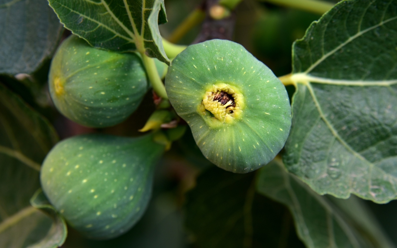 Зеленый инжир на ветке крупным планом