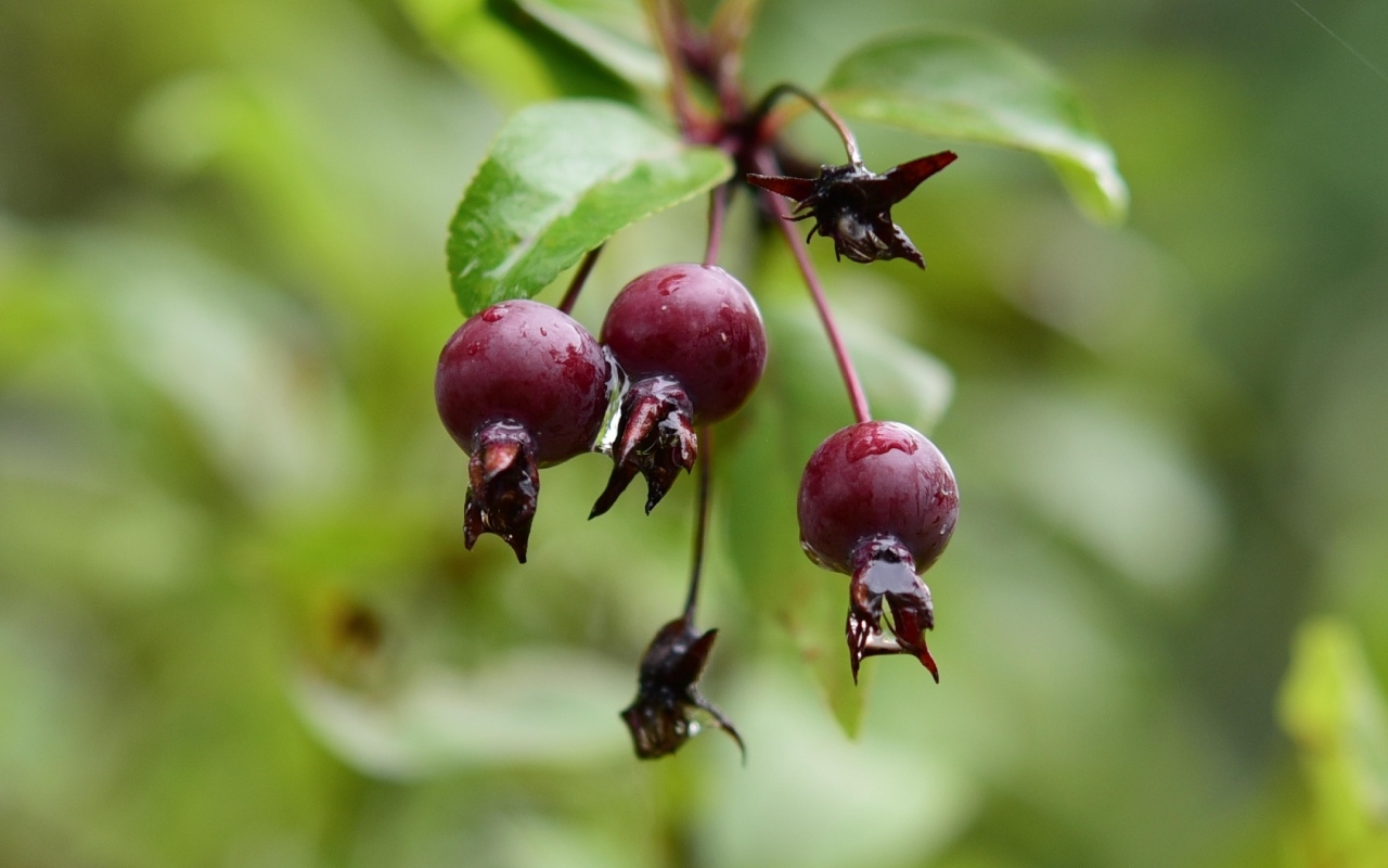 Красные мокрые ягоды на ветке  летом