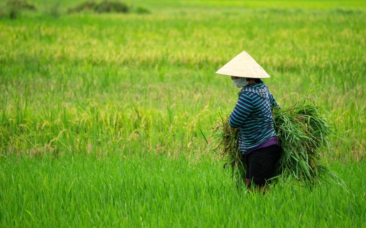 Женщина фермер с зелеными растениями в руках