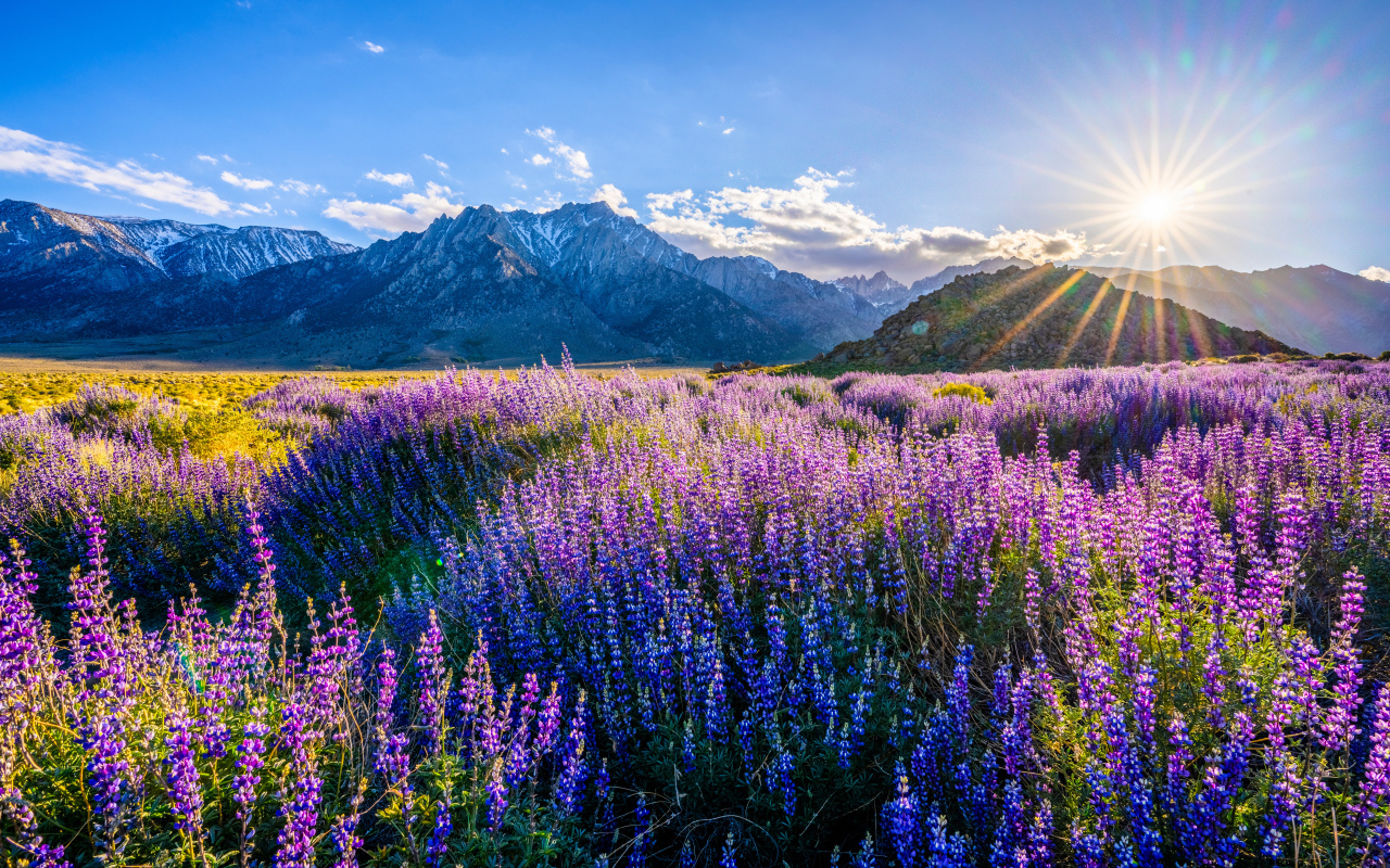Яркое солнце над горами светит на поле с люпинами