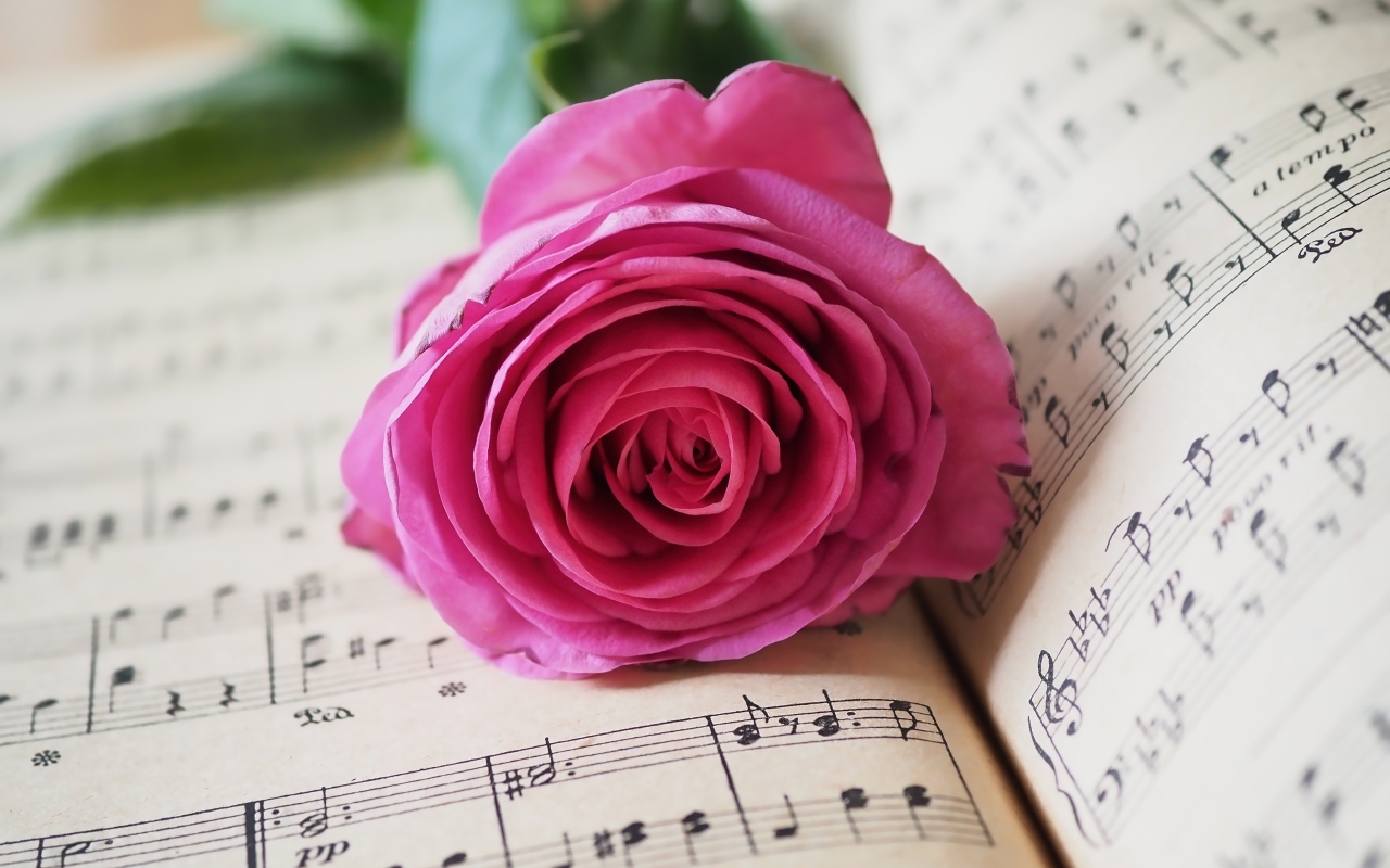 Розовая роза лежит на нотной тетради