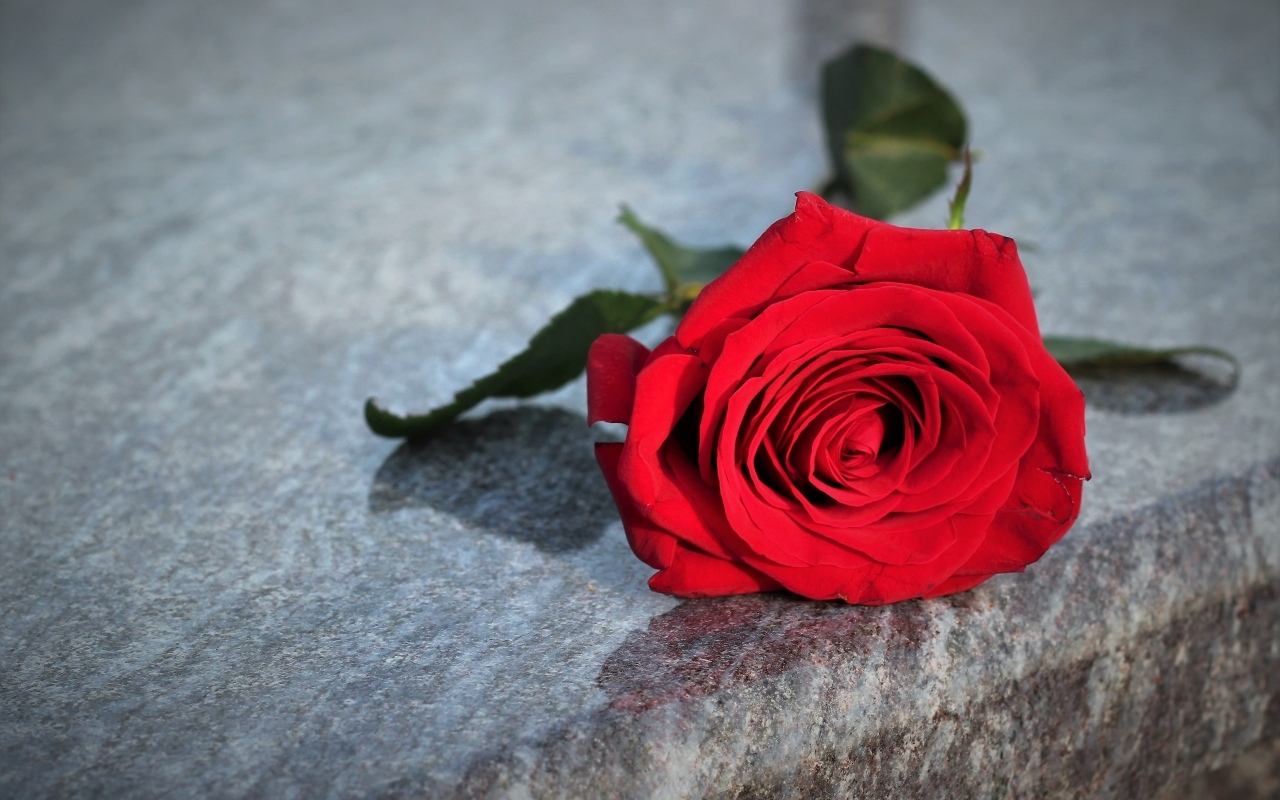 Красная роза лежит на серой гранитной плите