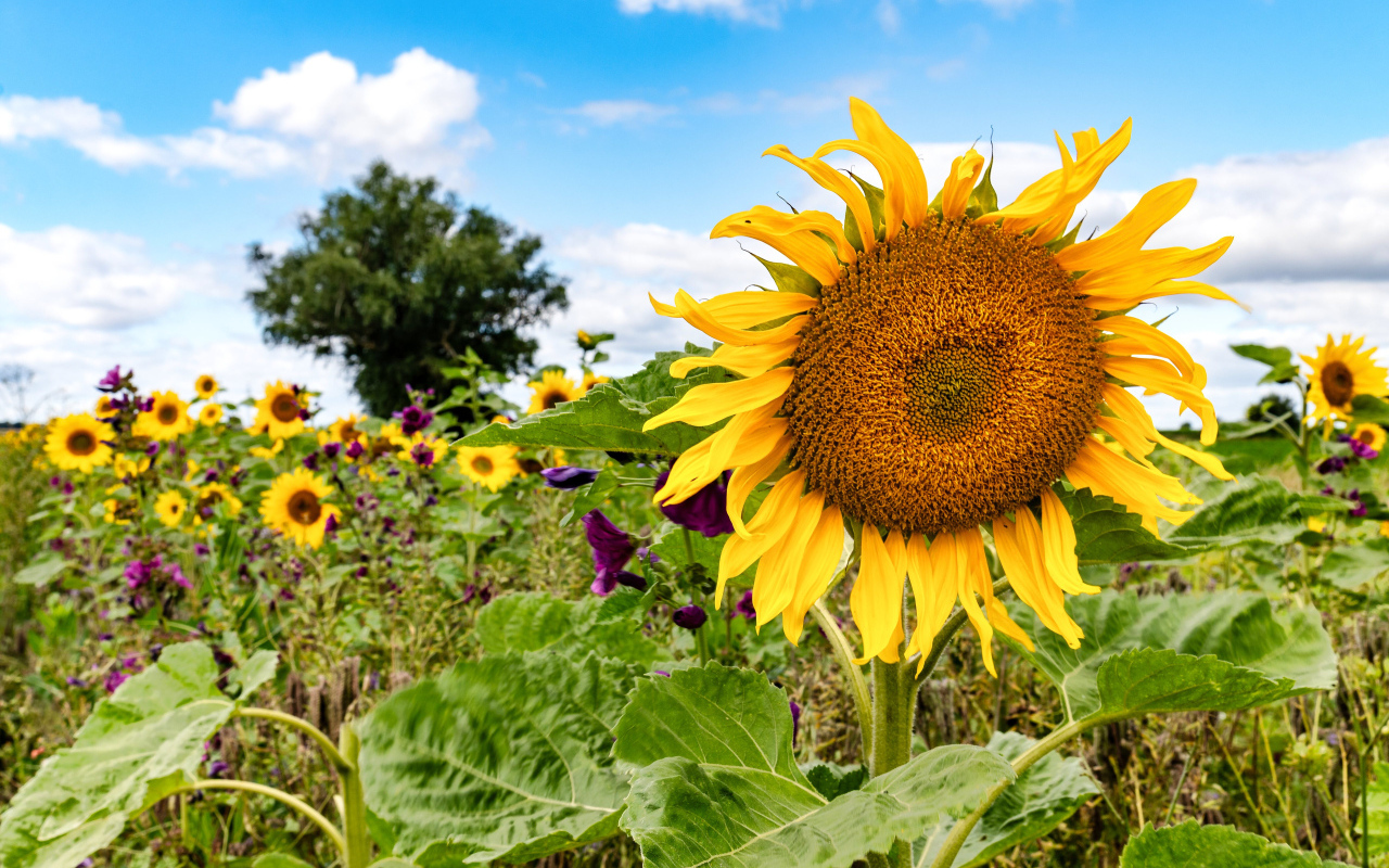 Красивое летнее поле с подсолнухами в лучах солнца