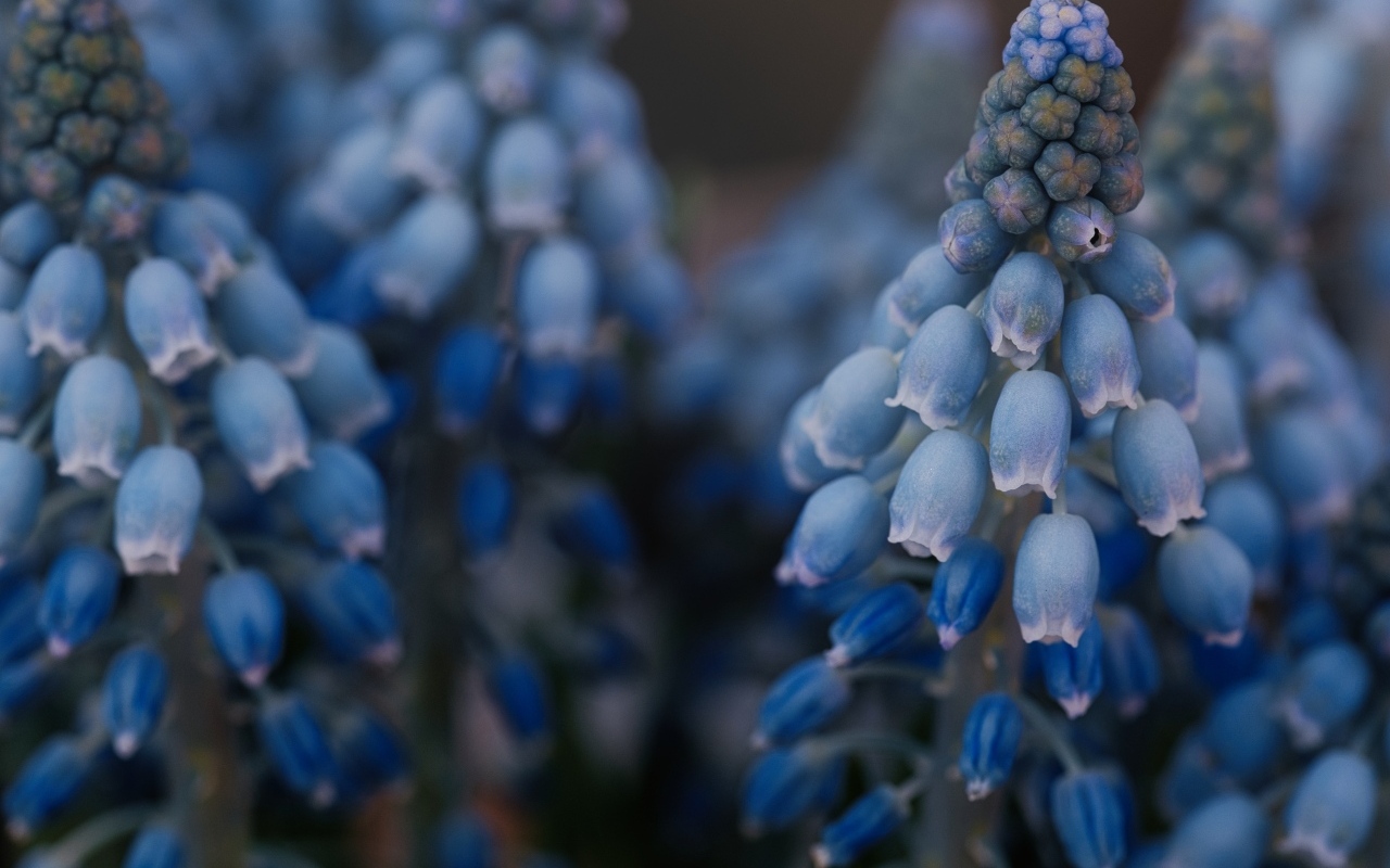 Голубые весенние цветы мускари крупным планом