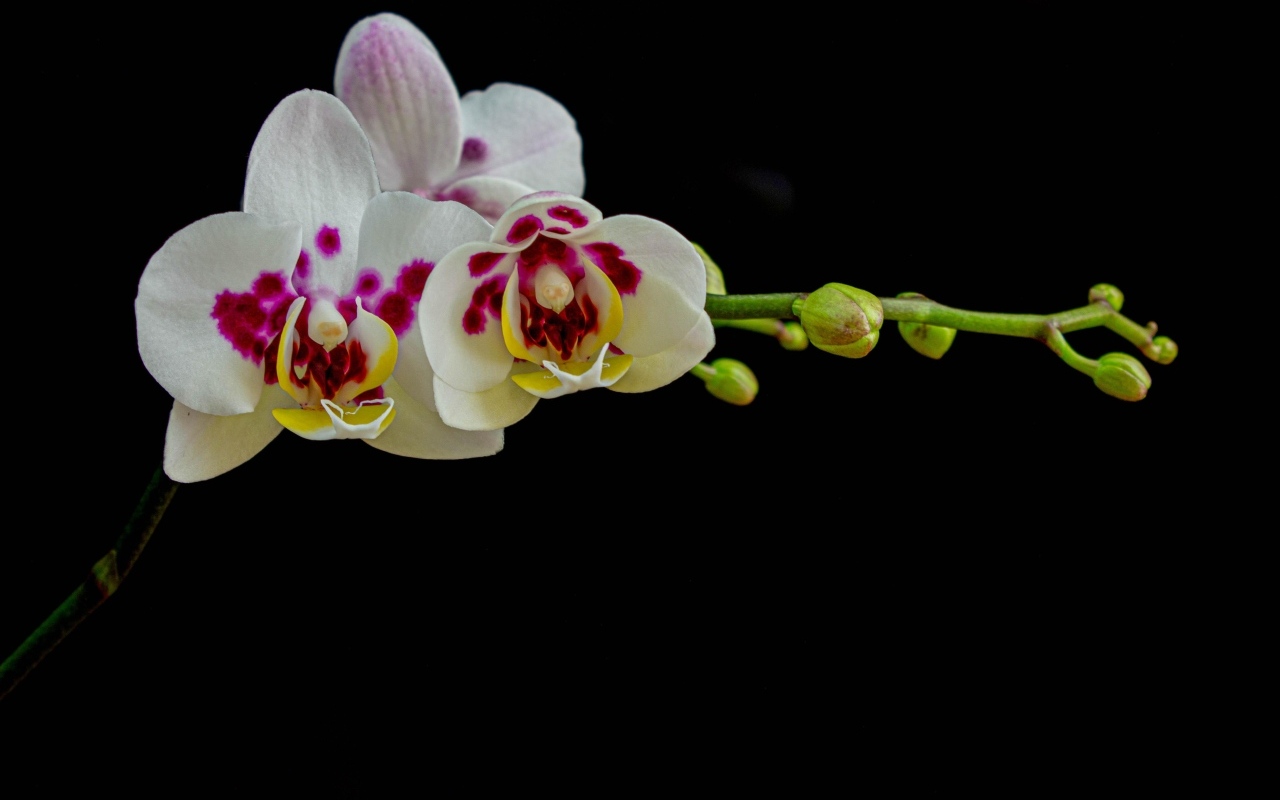 Ветка с необычными цветами орхидеи с бутонами на черном фоне