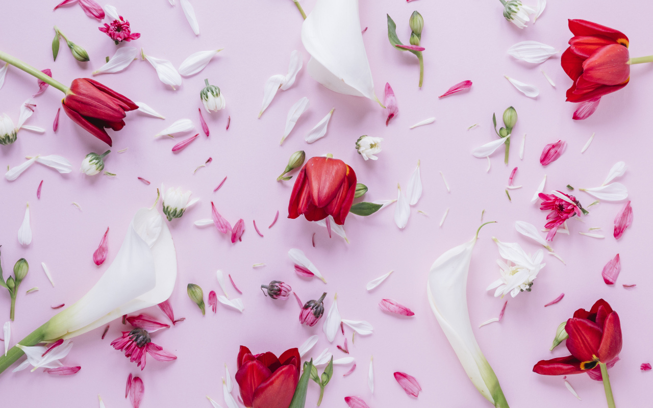 Цветы каллы с тюльпанами и лепестками хризантемы на розовом фоне