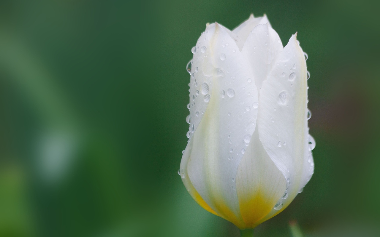 Закрытый цветок тюльпана в каплях воды