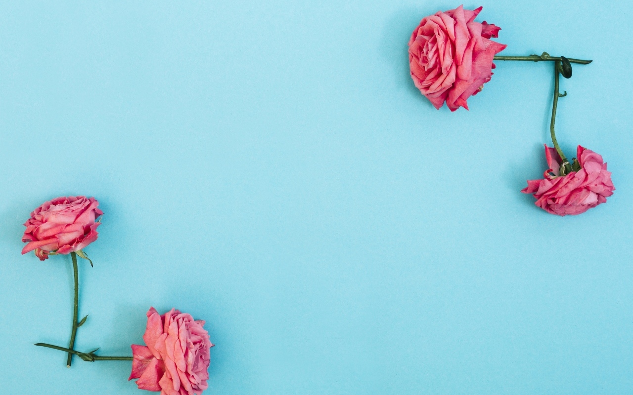 Декор из розовых роз на голубом фоне
