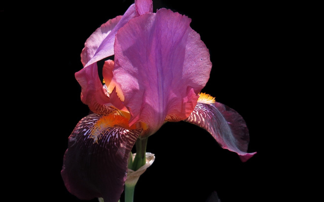 Сиреневый цветок ириса на черном фоне
