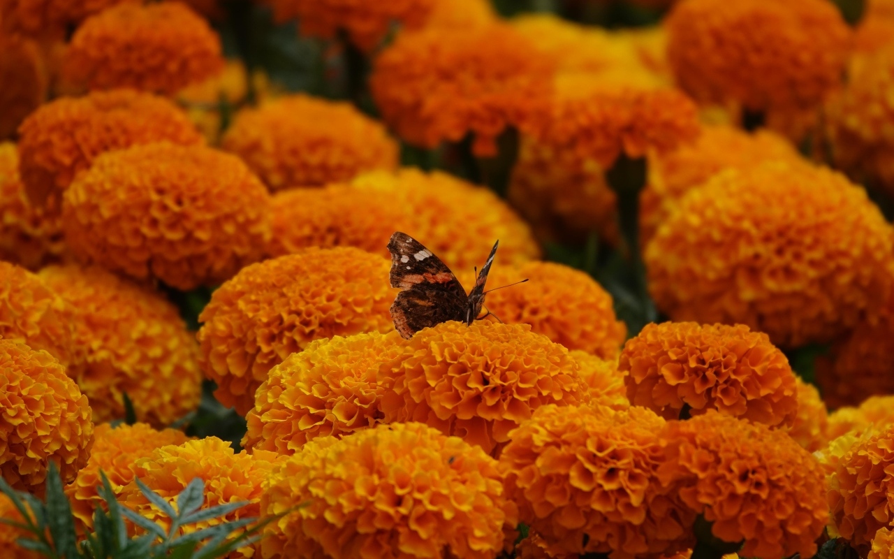 Много пышных ароматных цветов бархатцев с бабочкой