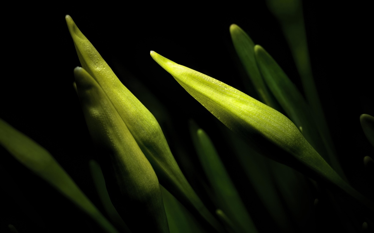 Бутоны нарциссов на черном фоне