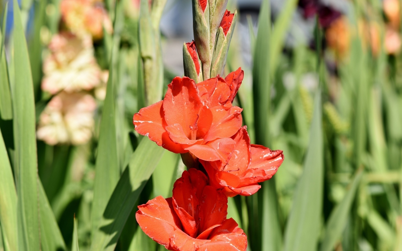 Распускающиеся красные ароматные цветы гладиолуса