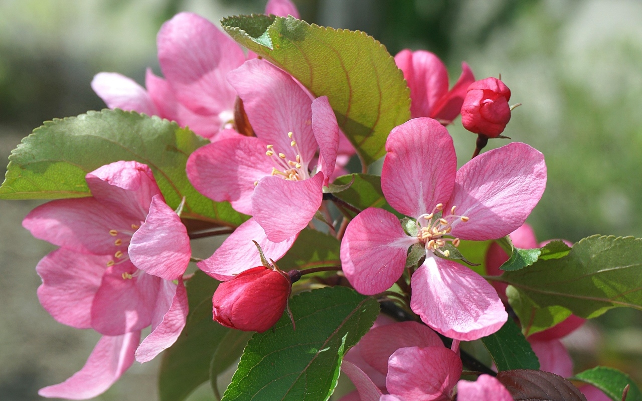 Розовые цветы яблони на дереве весной