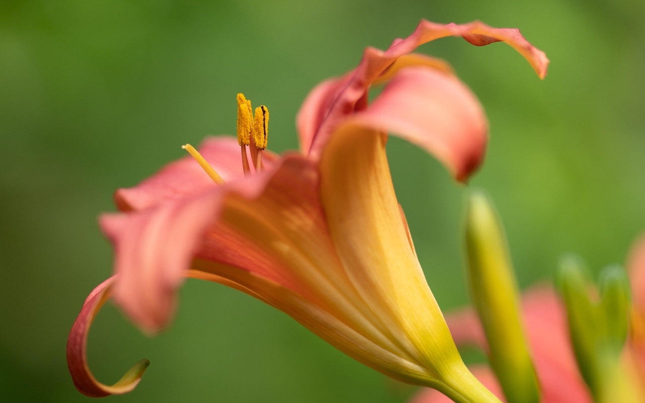 Розовый цветок лилейника на зеленом размытом фоне