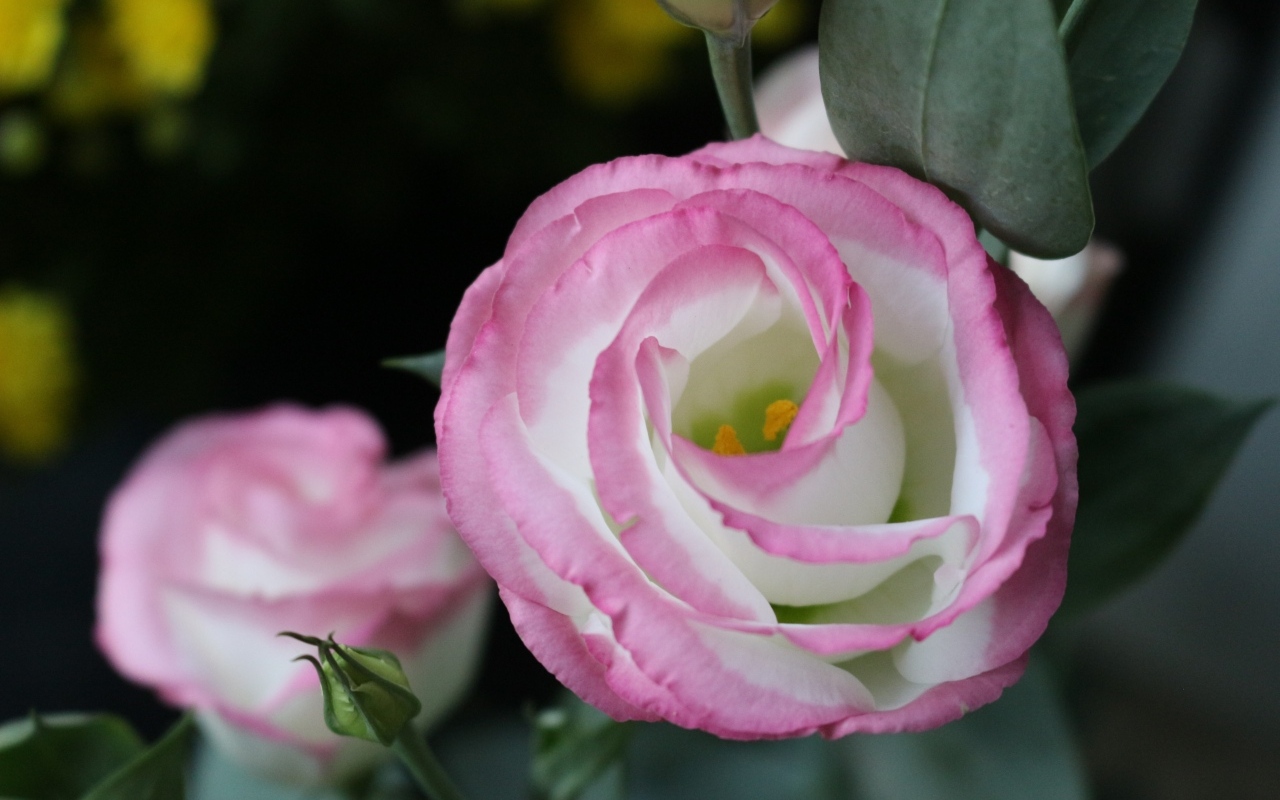 Розовые цветы эустома крупным планом