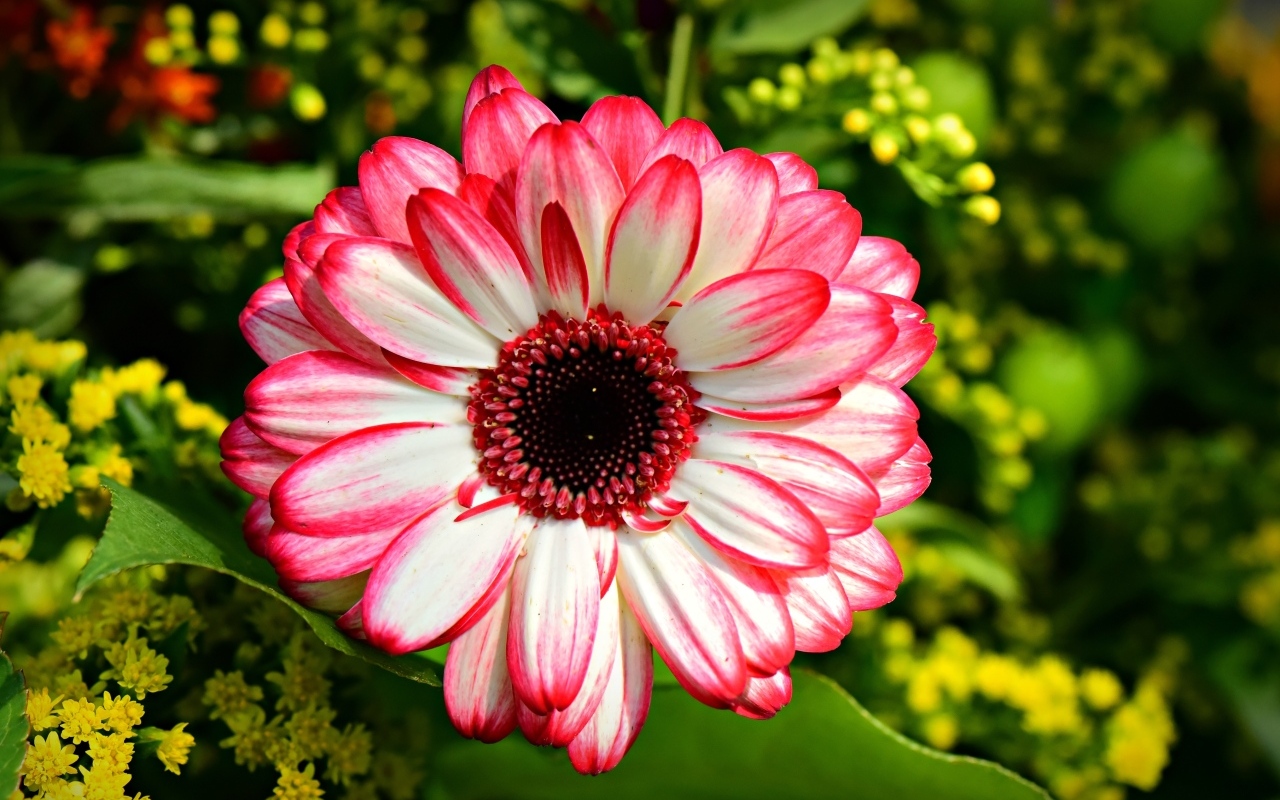 Розовая гербера крупным планом на клумбе