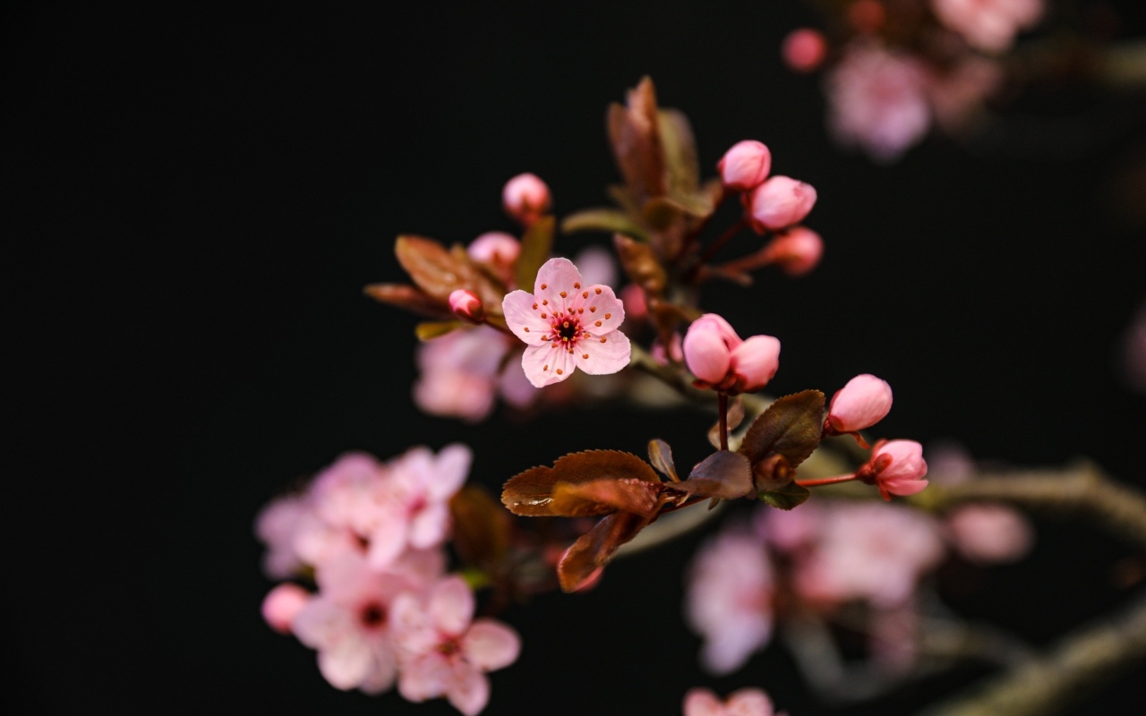 Розовые весенние цветы на ветках на черном фоне