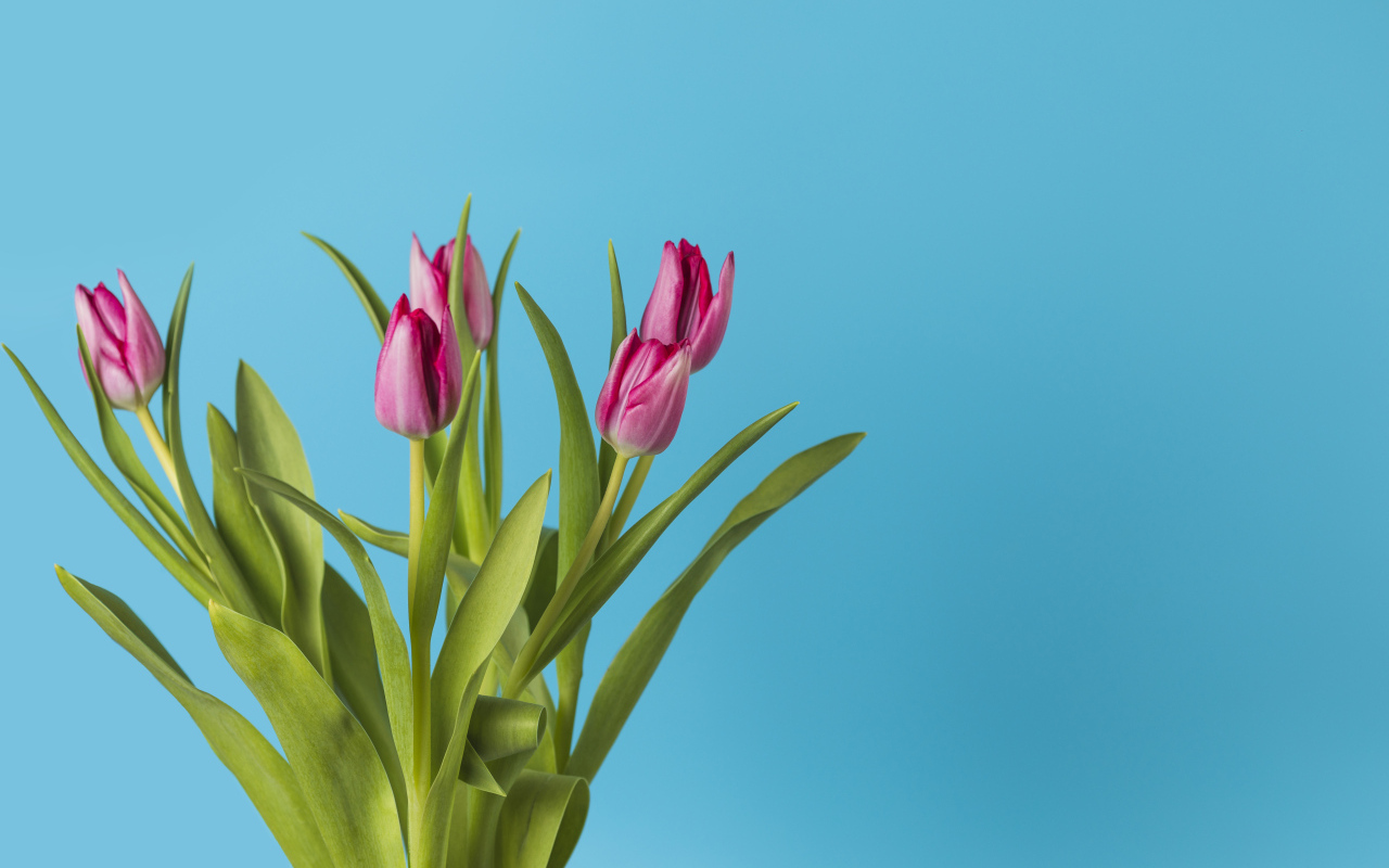 Розовые тюльпаны в вазе на голубом фоне