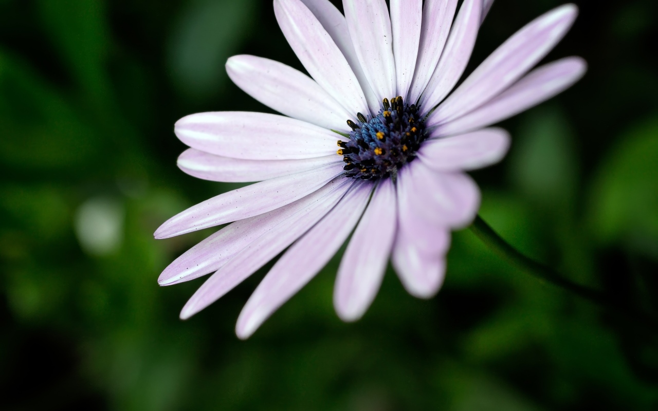 Фиолетовый цветок остеоспермум крупным планом