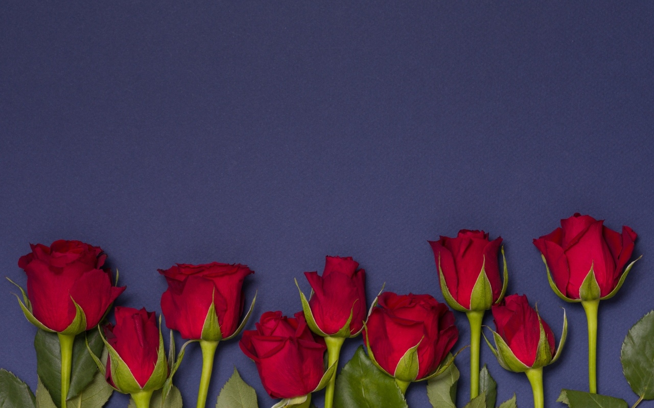 Красные английские розы на синем фоне